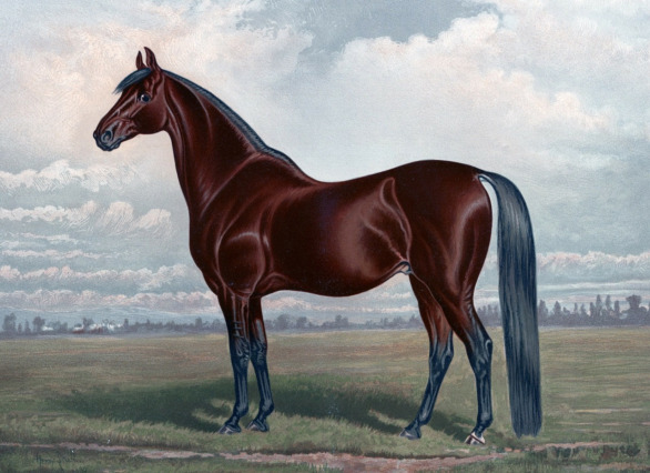 馬のイメージ画像