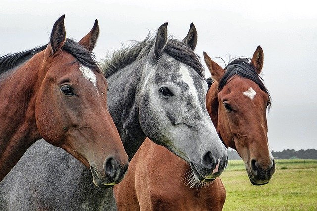 競馬はいくらから買えばイイ 答えは楽しめる範囲 楽しい競馬をしよう